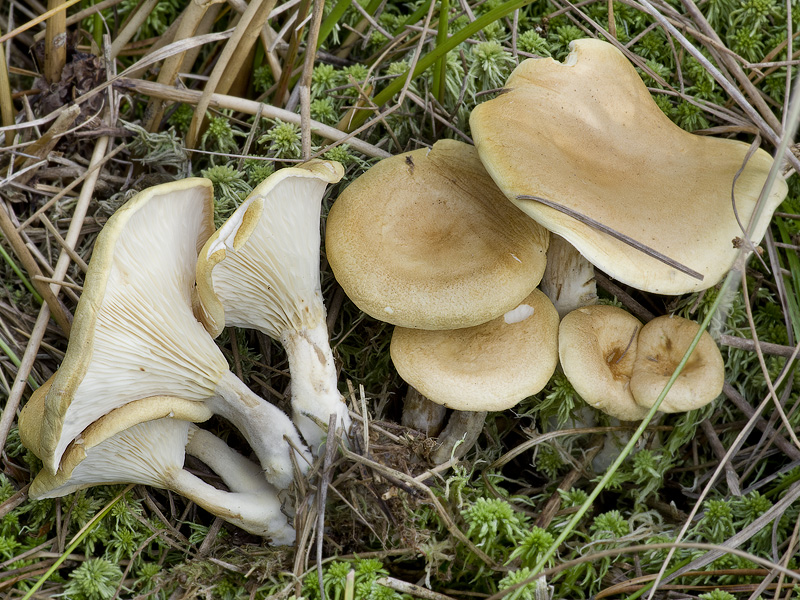 Hygrophoropsis macrospora